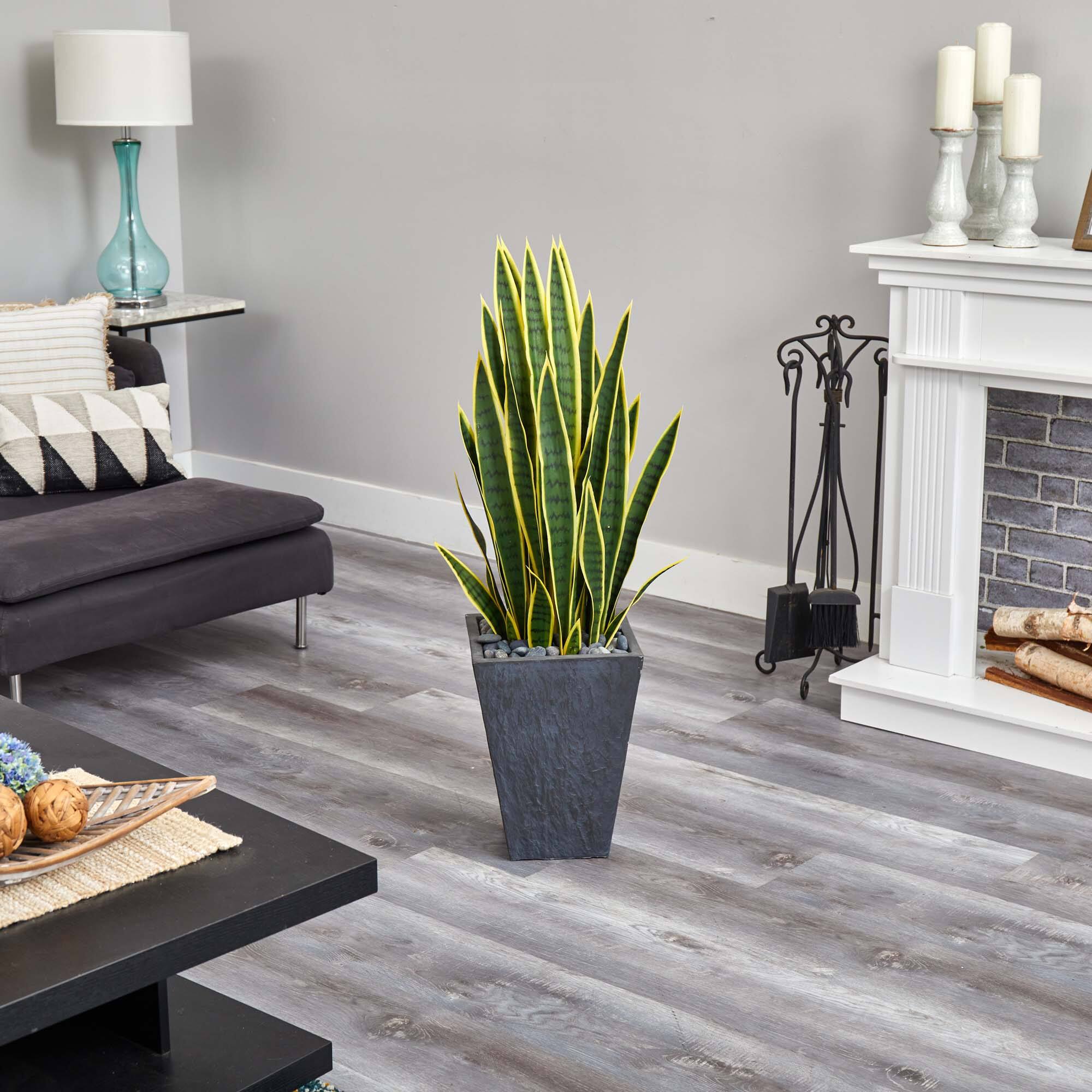 3.5ft. Snake Plant in Slate Planter